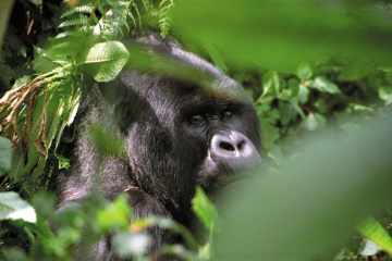 Nationalparks in Ruanda