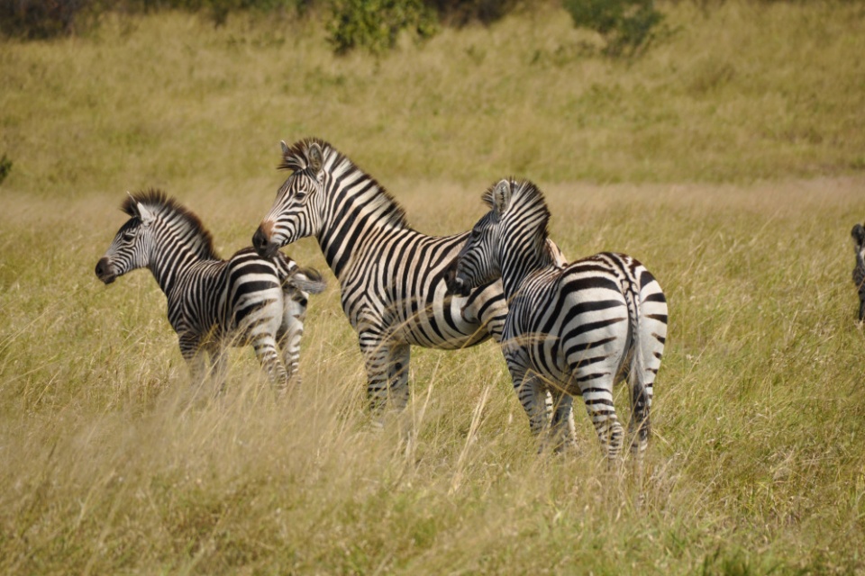 Zebras im Hwange Nationalpark