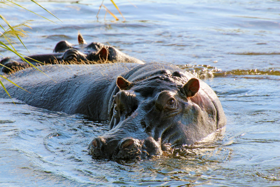 Flusspferd in der Sambesi-Region