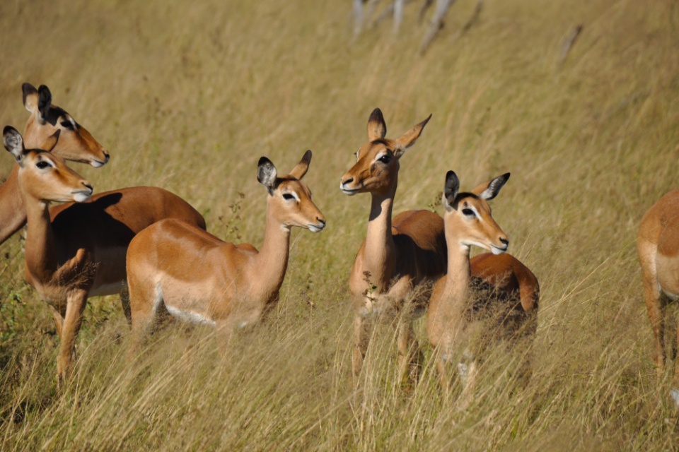 Impalas im Hwange Nationalpark