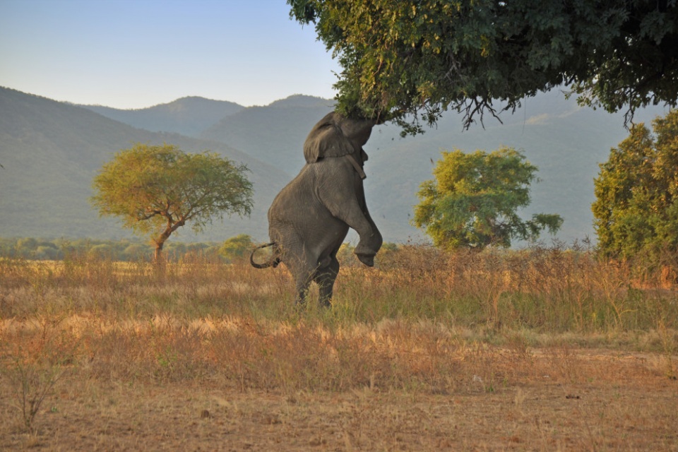 Elefantenbulle im Mana Pools Nationalpark