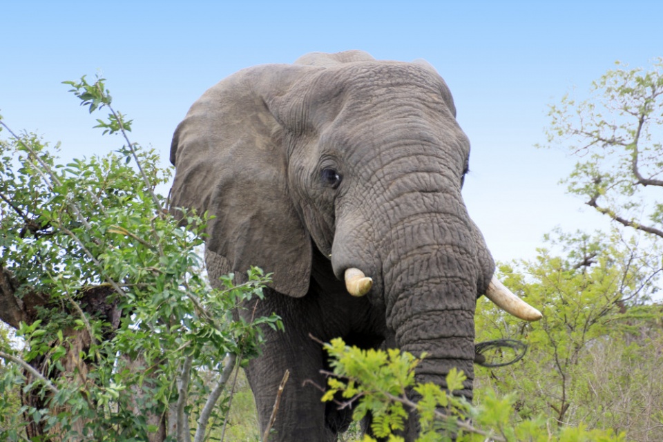 Elefant im Hluhluwe Game Reserve