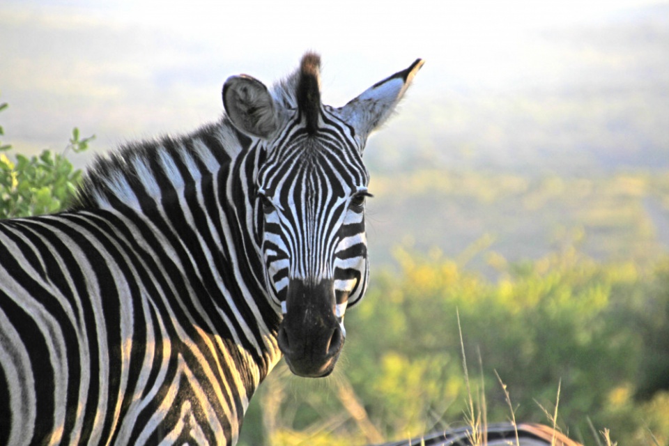 Zebra im Hluhluwe Game Reserve