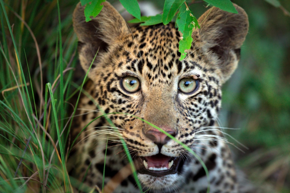 Leoparden Welpe