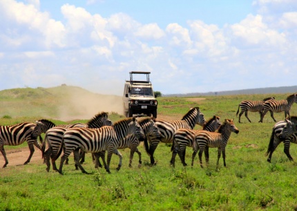 Pirschfahrt Serengeti