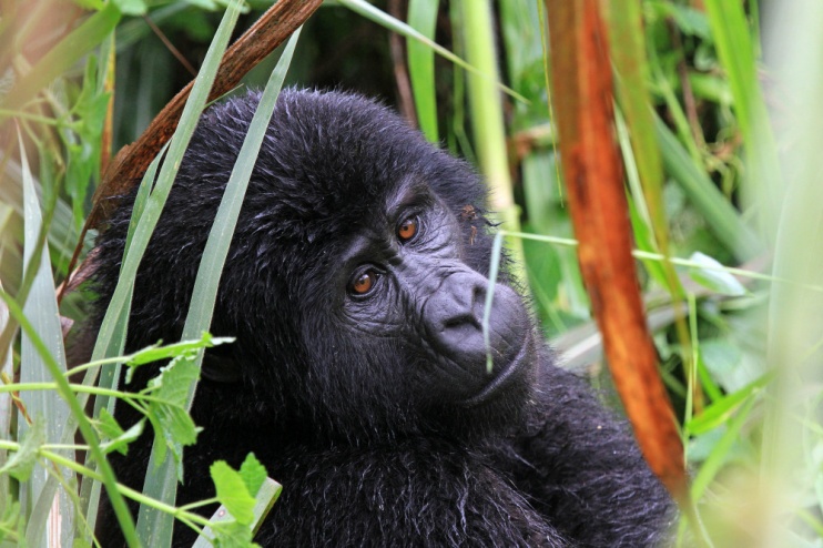 Mgahinga Gorilla Nationalpark