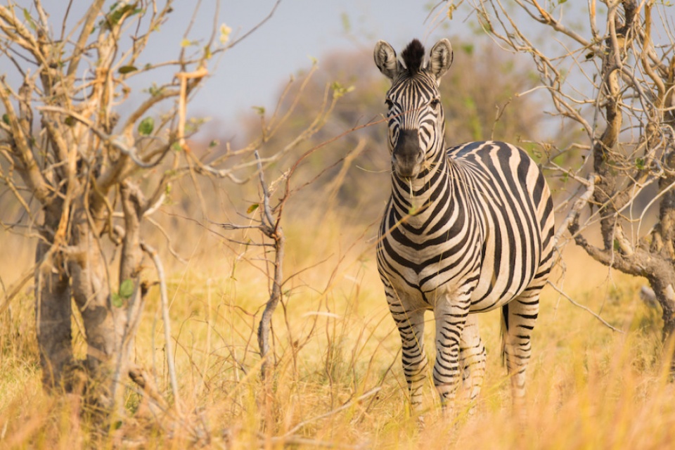 Bushways Safaris, Zebra