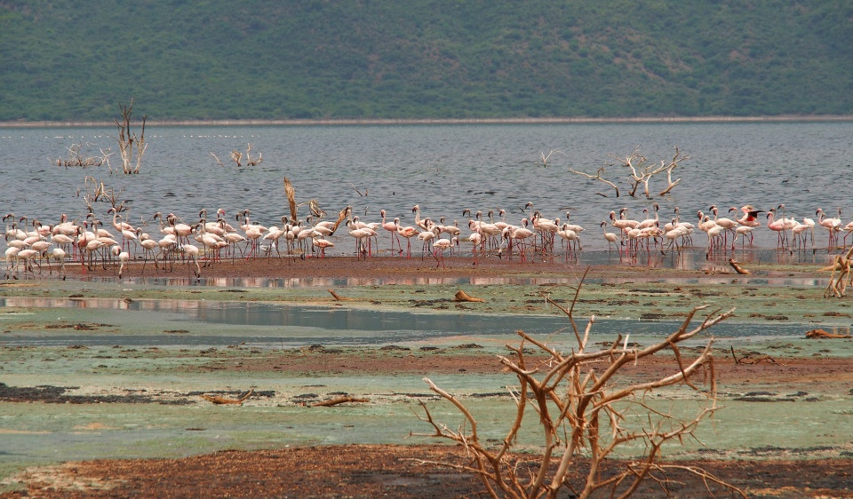 Flamingos am Bogoria See