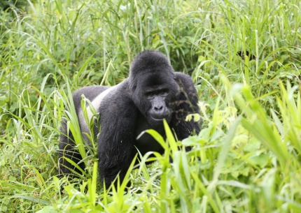 Von Berggorillas in Uganda