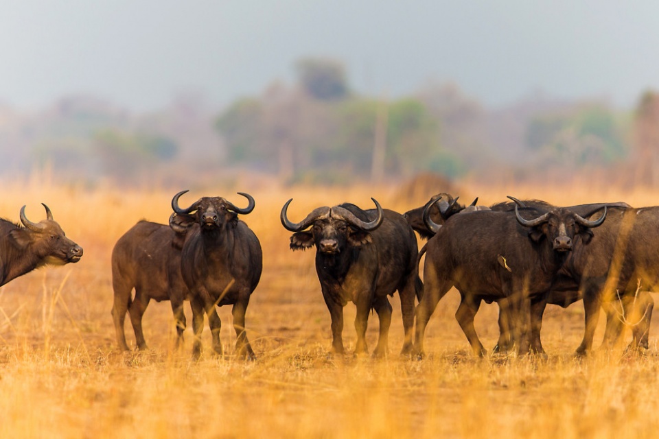 Büffelherde im Luambe Nationalpark