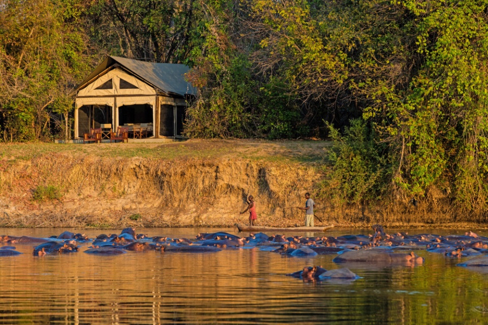 Unglaubliche Flusspferdepopulation im Luambe Fluss, direkt vor dem Campim Luambe National