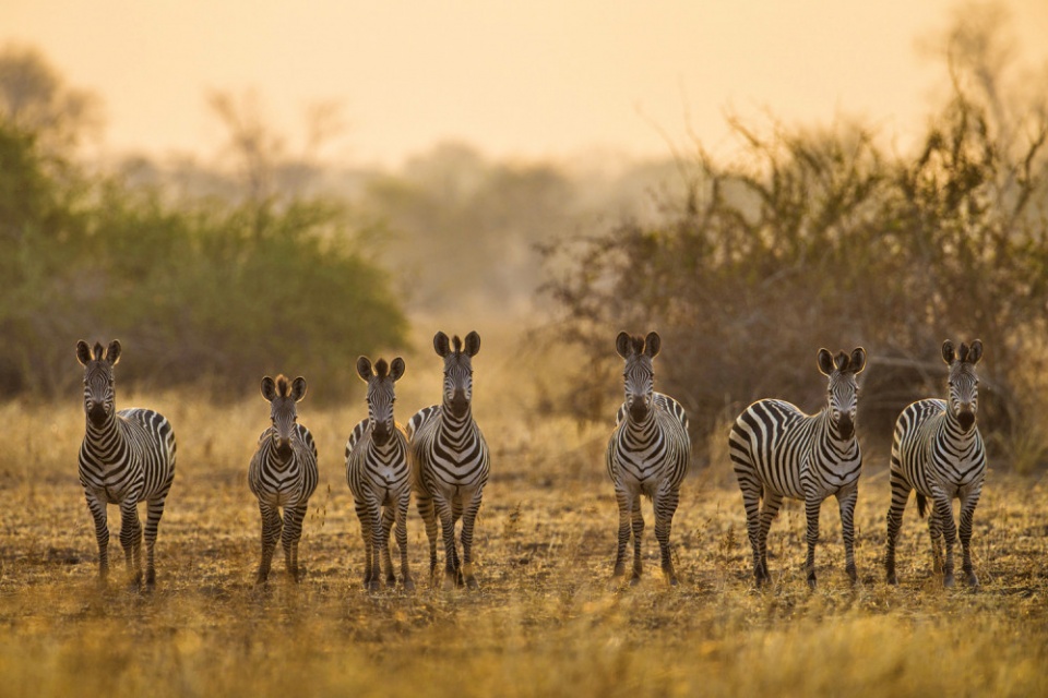 Neugierige Zebraherde im Luambe National Park