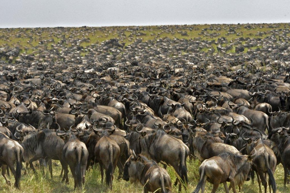Tierwanderung in der Serengeti
