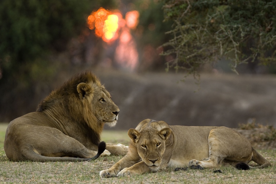 Löwenpaar im Luangwa Tal