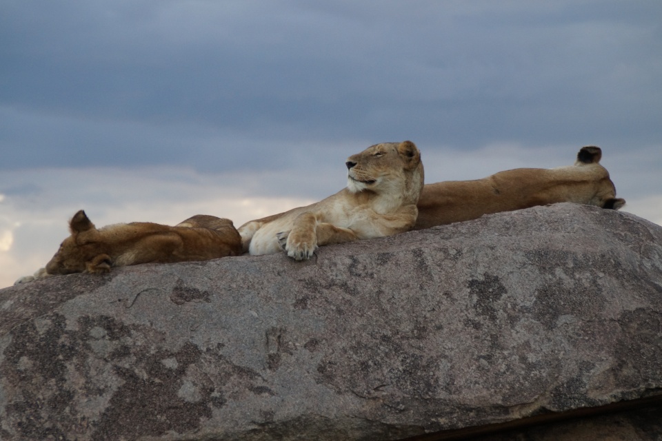 Tansania-Serengeti-Nationalpark-Mara-Fluss-Löwenrudel-DSC01368
