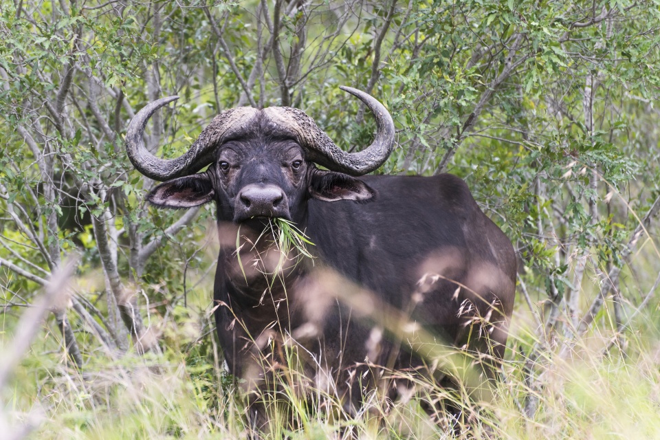 Büffel im Mkhaya Game Reserve