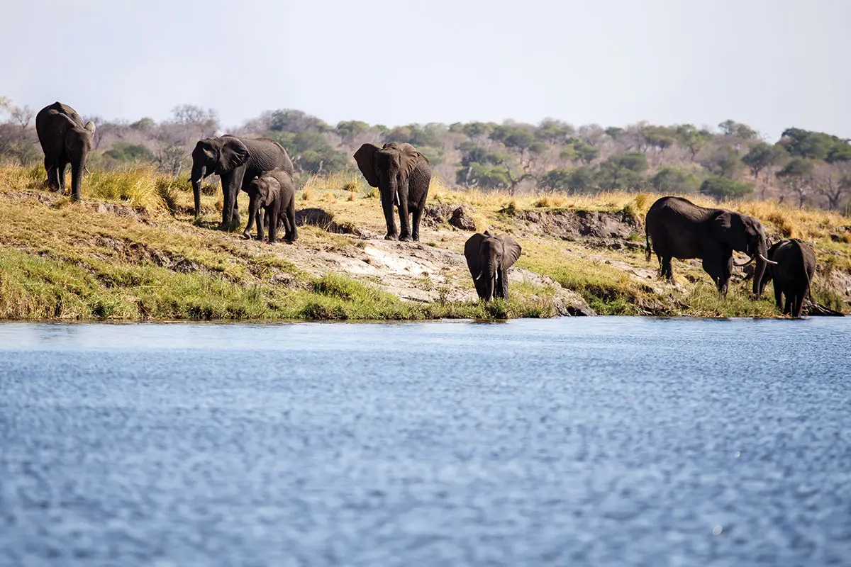 botswana-ast-african-special-tours