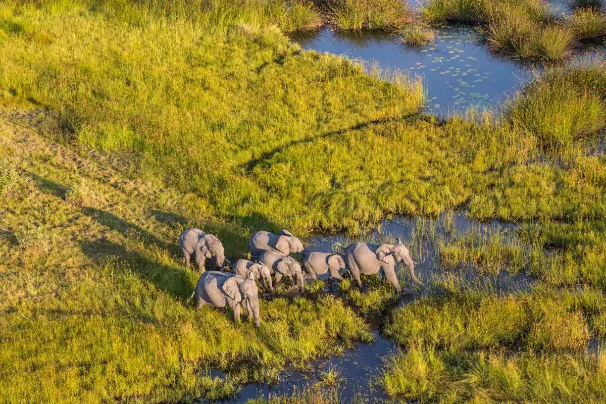 elefanten-im-delta-botswana-safari-ast-reisen