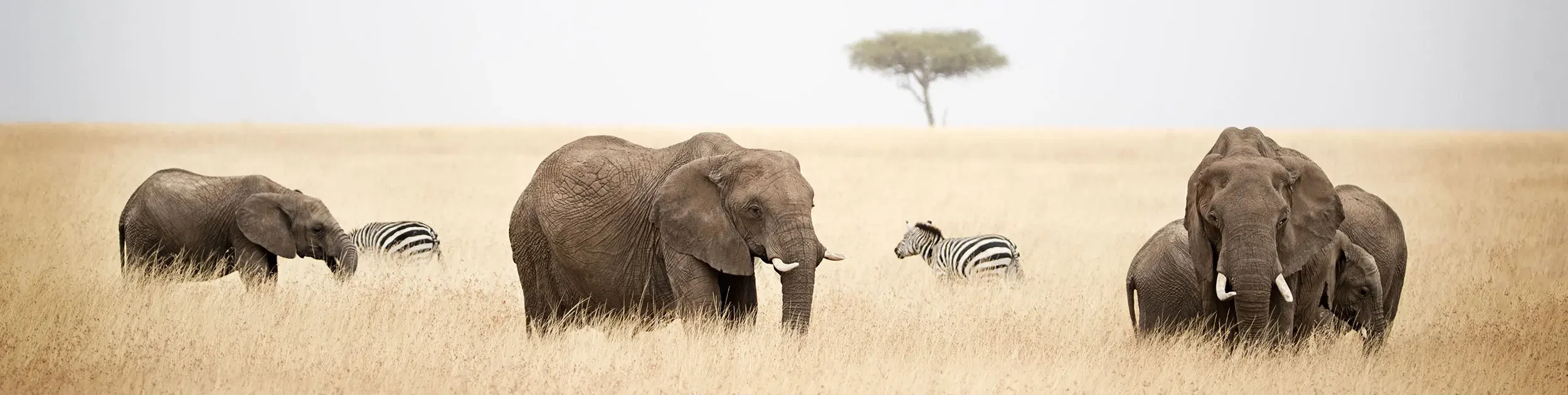 Botswana Abenteuer Afrika Reisen