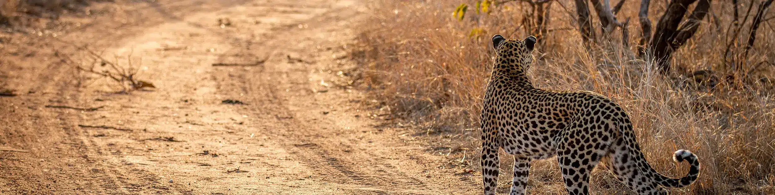 sambia-leopard-ast-african-special-tours