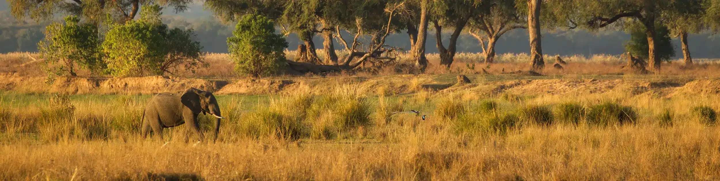 simbabwe-elefant-ast-african-special-tours