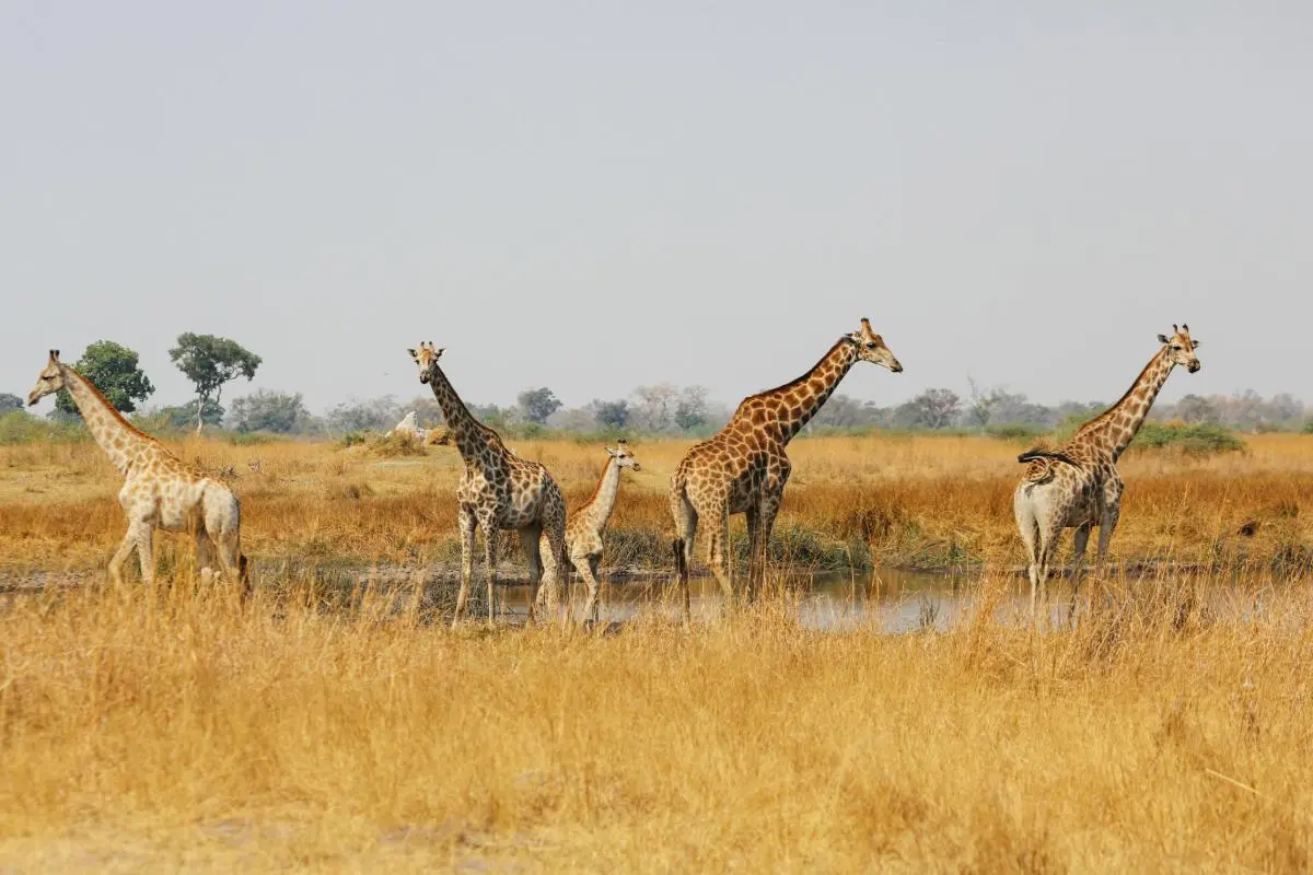 giraffen-chobe-botswana-ast-reisen
