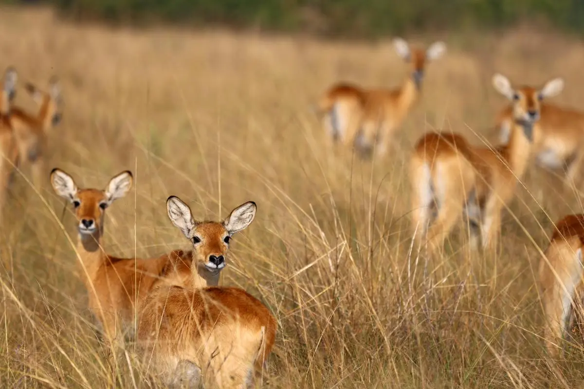 impalas-safari-uganda-ast-reisen