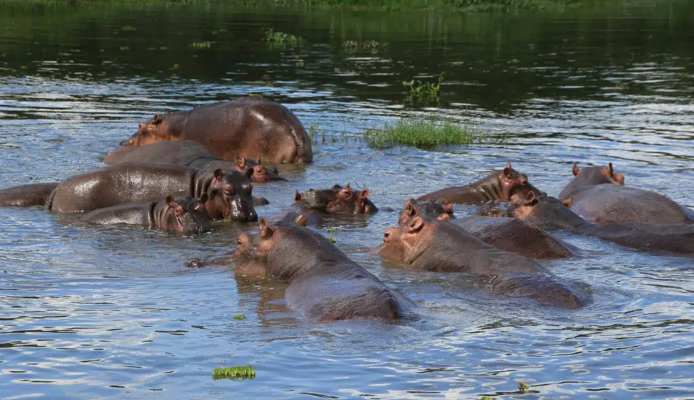 nilpferdpool-abenteuer-uganda-ast-reisen
