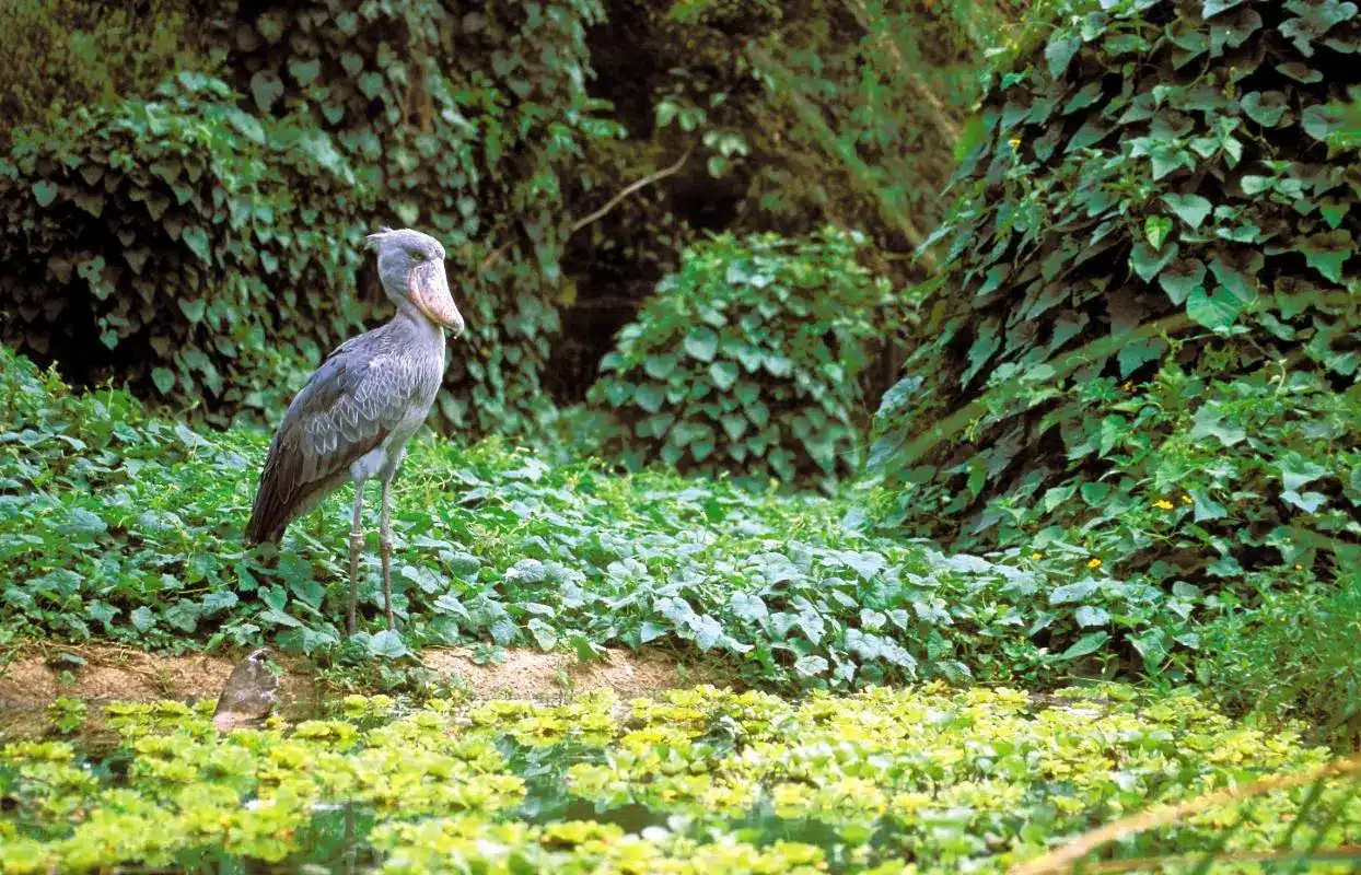 safari-uganda-ast-reisen