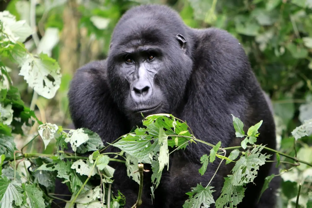 silverback-gorillas-safari-uganda-ast-reisen