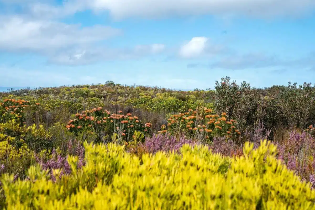 suedafrika-de-hoop-nature-reserve-natur-ast-reisen