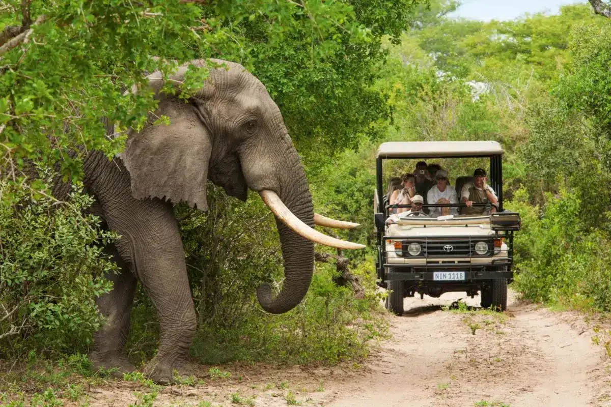 Elefant nähert sich einem Safariwagen im dichten Wald