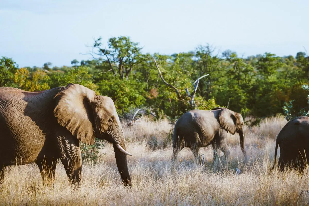 Elefant läuft durch trockenes afrikanisches Waldland
