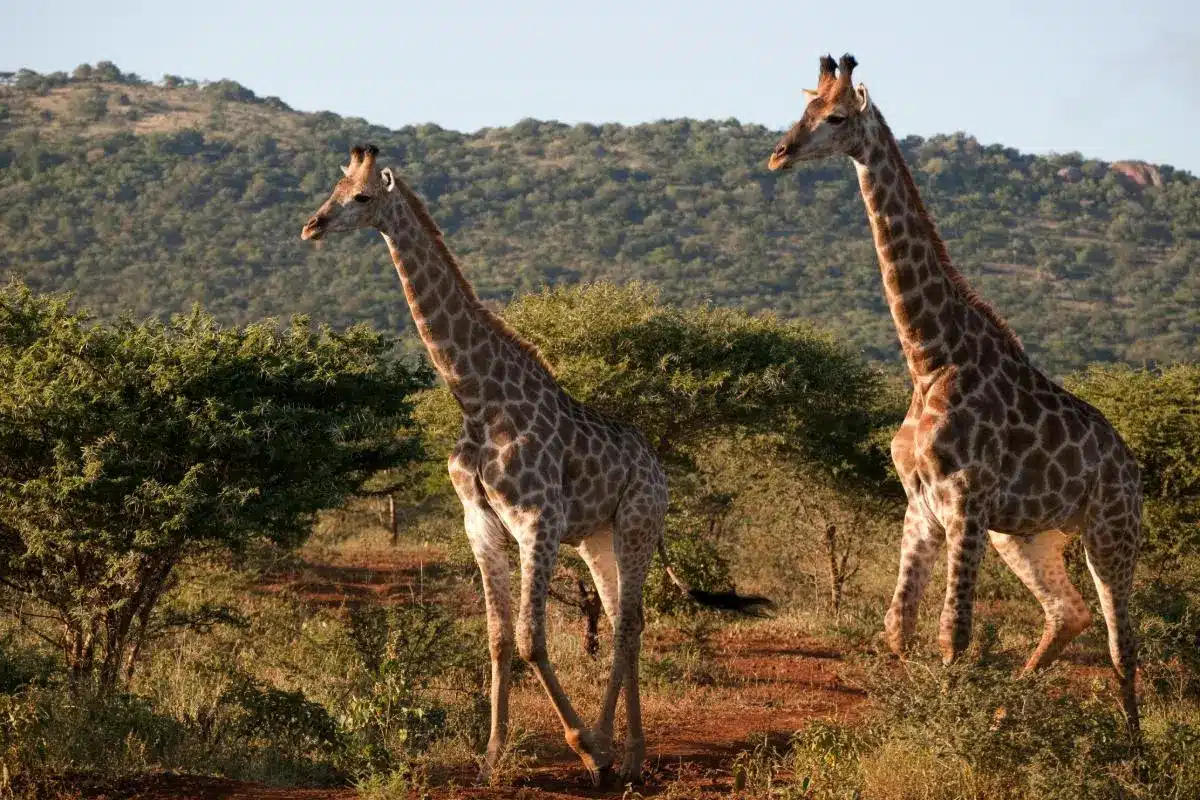 Giraffe steht zwischen Bäumen im afrikanischen Busch