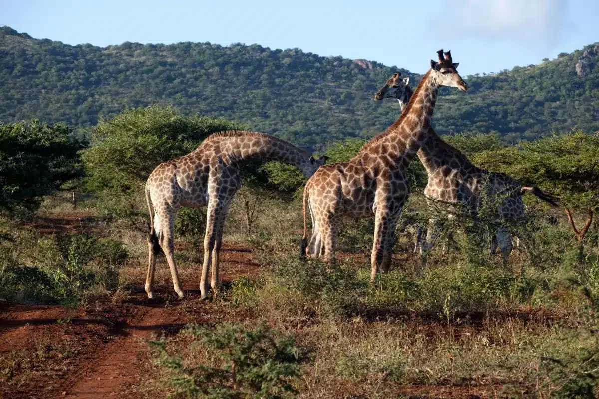 Zwei Giraffen stehen in der afrikanischen Savannenlandschaft