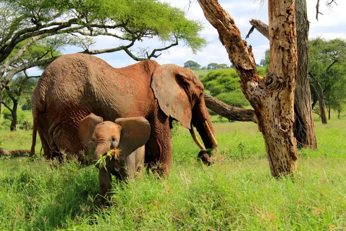 tarangire-elefanten-safari-tansania-ast-reisen