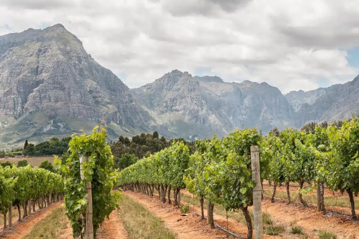 weinregion-natur-suedafrika-ast-reisen
